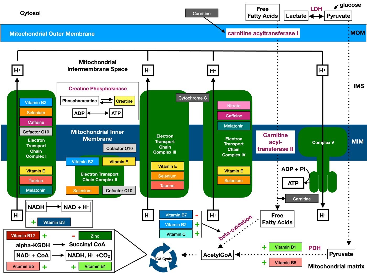Overview of relevant nutrients in bioenergetic mitochondrial processes. Source: Feeding mitochondria: Potential role of nutritional components to improve critical illness convalescence