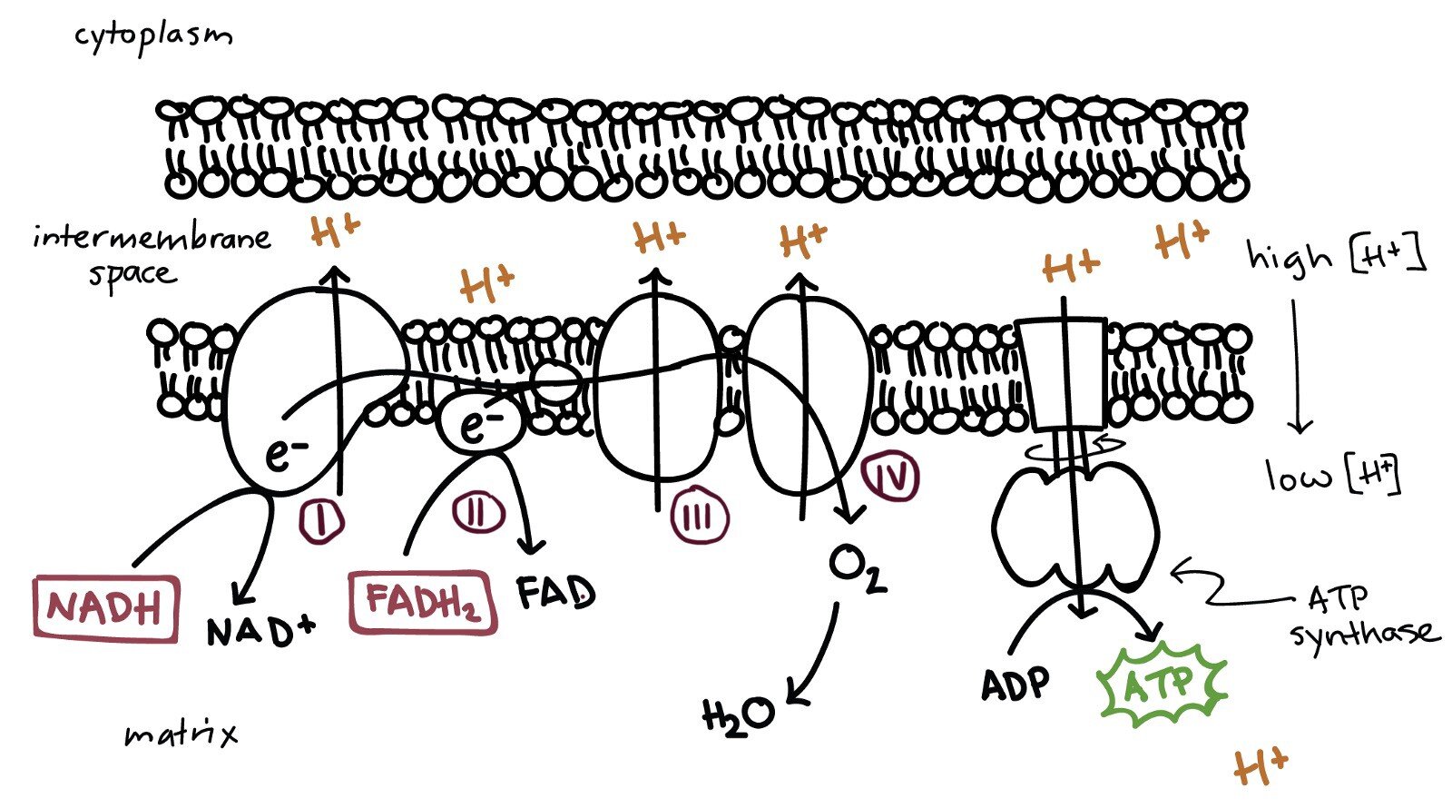 Schematic illustration of the Electron Transport Chain. Complexes I to IV are located from left to right followed by ATP Synthase. Source: KhanAcademy.org