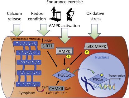 Signals propagated by endurance-based exercise. Source: Sports, Exercise, and Nutritional Genomics