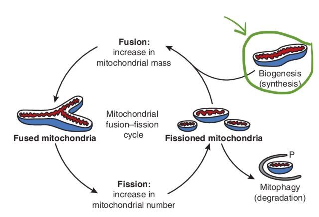 Possible relationship between mitochondrial biogenesis, fusion, fission, and degradation. Source: New insights into the role of mitochondria in aging: Mitochondrial dynamics and more