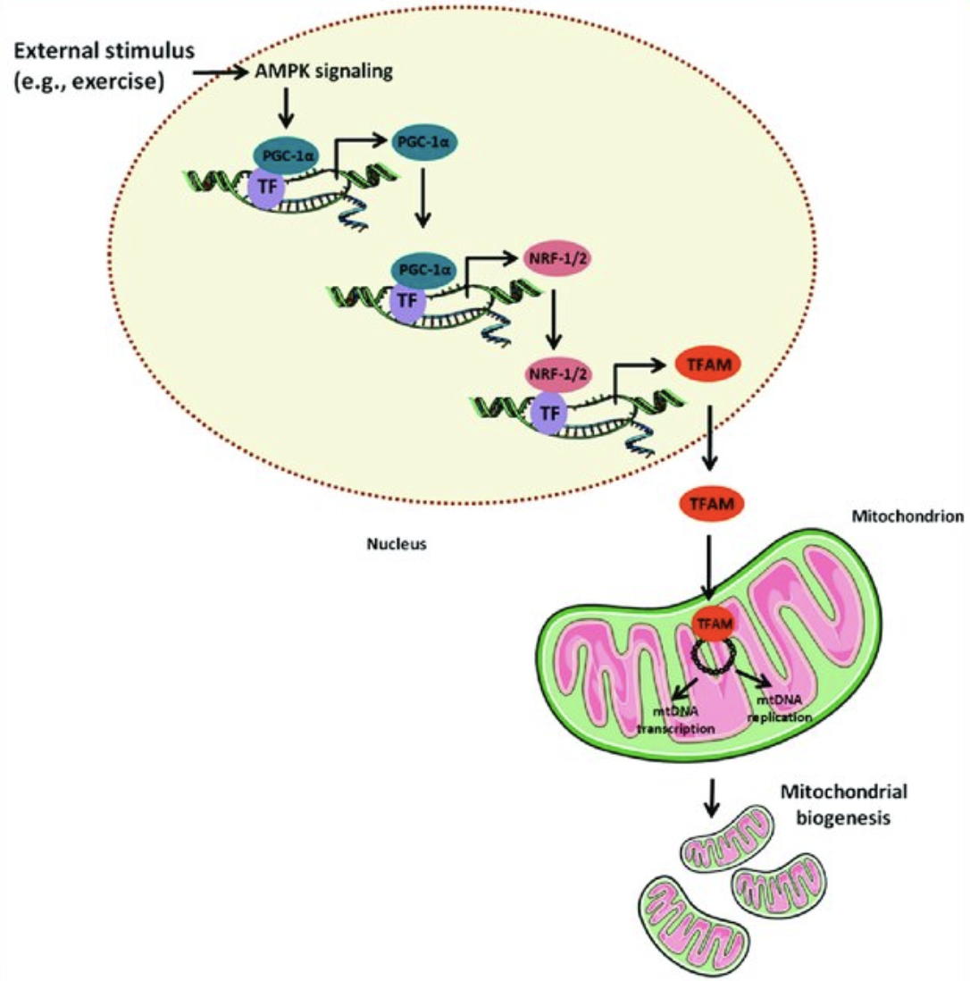 biogenesis scheme.png