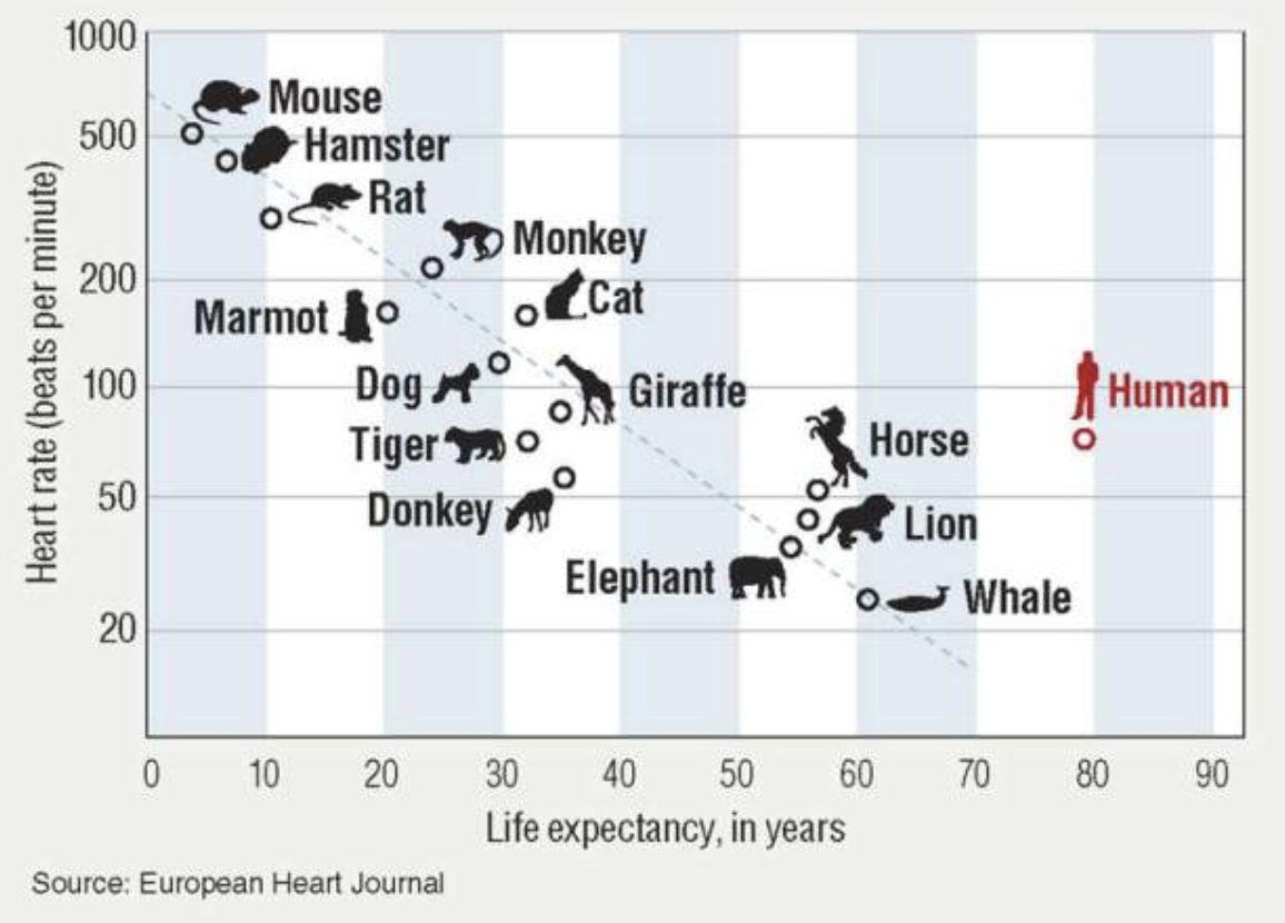 One of the prominent theories of aging — The Billion Heartbeats Theory — suggests that all mammals get a billion heartbeats per lifetime. Humans get ~4 billion heartbeats per lifetime.