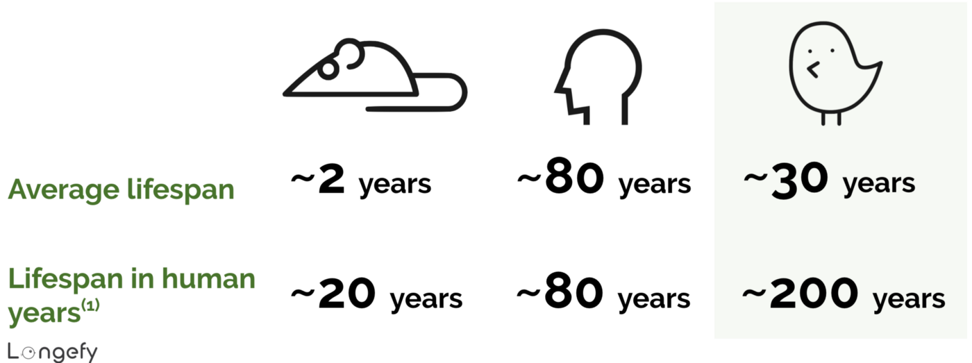 Comparison of mice, human, and bird lifespans; (1) adjusted to human mass-metabolic rate ratio , i.e., a resting energy expenditure per unit body mass per day