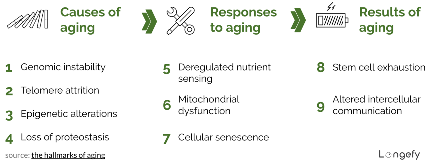 The 9 hallmarks of aging; sources: the hallmarks of aging , image by longefy